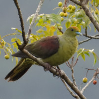Whistling Green-Pigeon